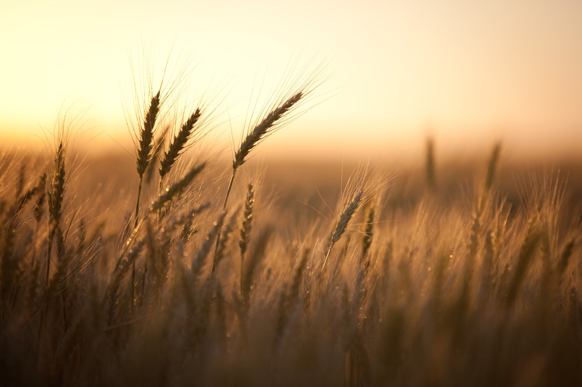 Stalks of wheat in a field