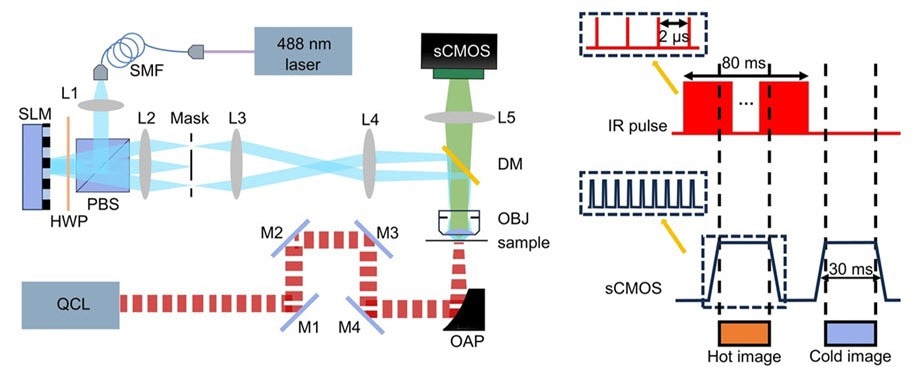 SIMIP enables high-resolution images rich in both chemical and spatial information. A quantum cascade laser (QCL) excites molecular vibrations while a spatial light modulator (SLM) generates striped light patterns that are projected onto the sample. A scientific CMOS (sCMOS) camera captures the modulated fluorescence signals, which are processed using Hessian SIM and sparse deconvolution algorithms to generate high-resolution chemical and structural images. Subtracting the hot image from the cold image yields the hybrid SIMIP image.