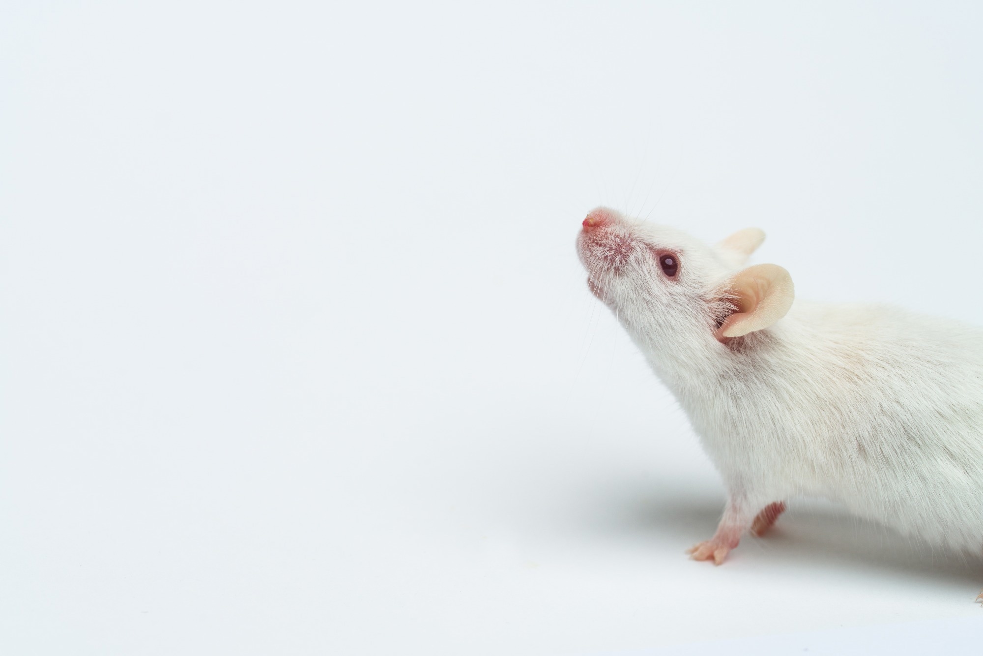 Side profile of a white science lab mouse.