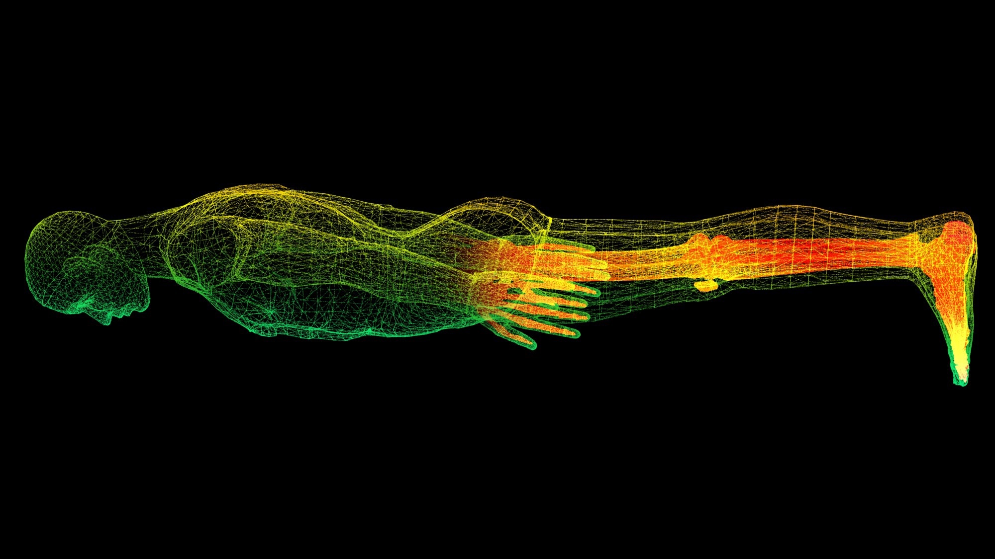 Artistic representation of a full body scan, including skin, muscle mass and bone.