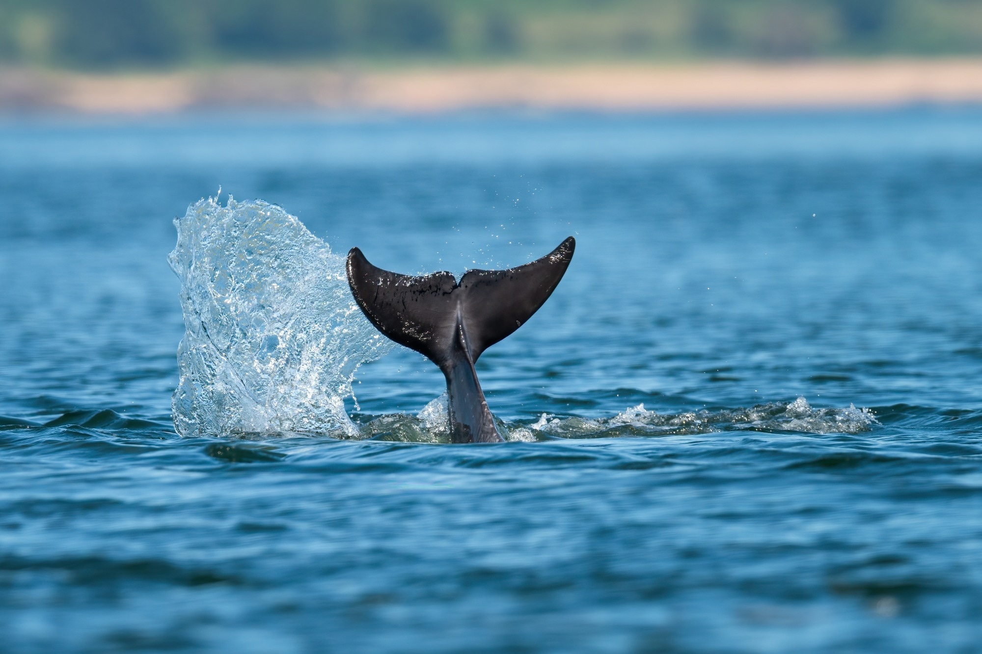 Feasibility of High-Resolution Satellite Monitoring of Cetaceans