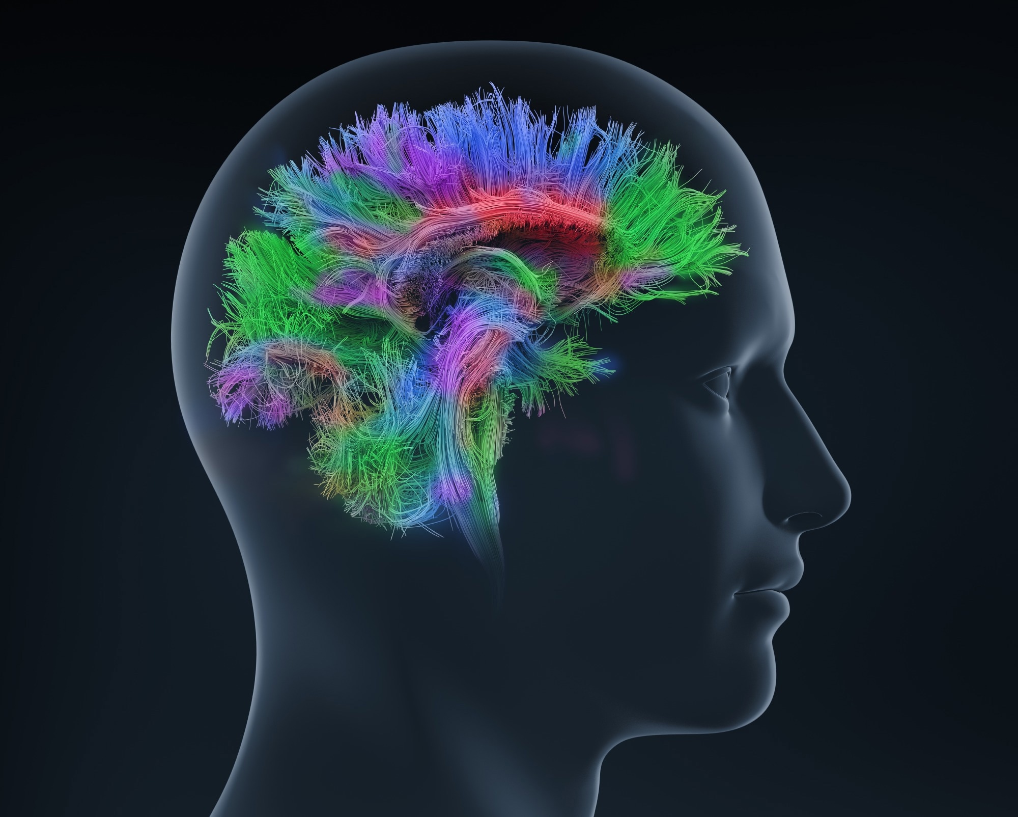Vivid neural connectome visualization inside a translucent human head