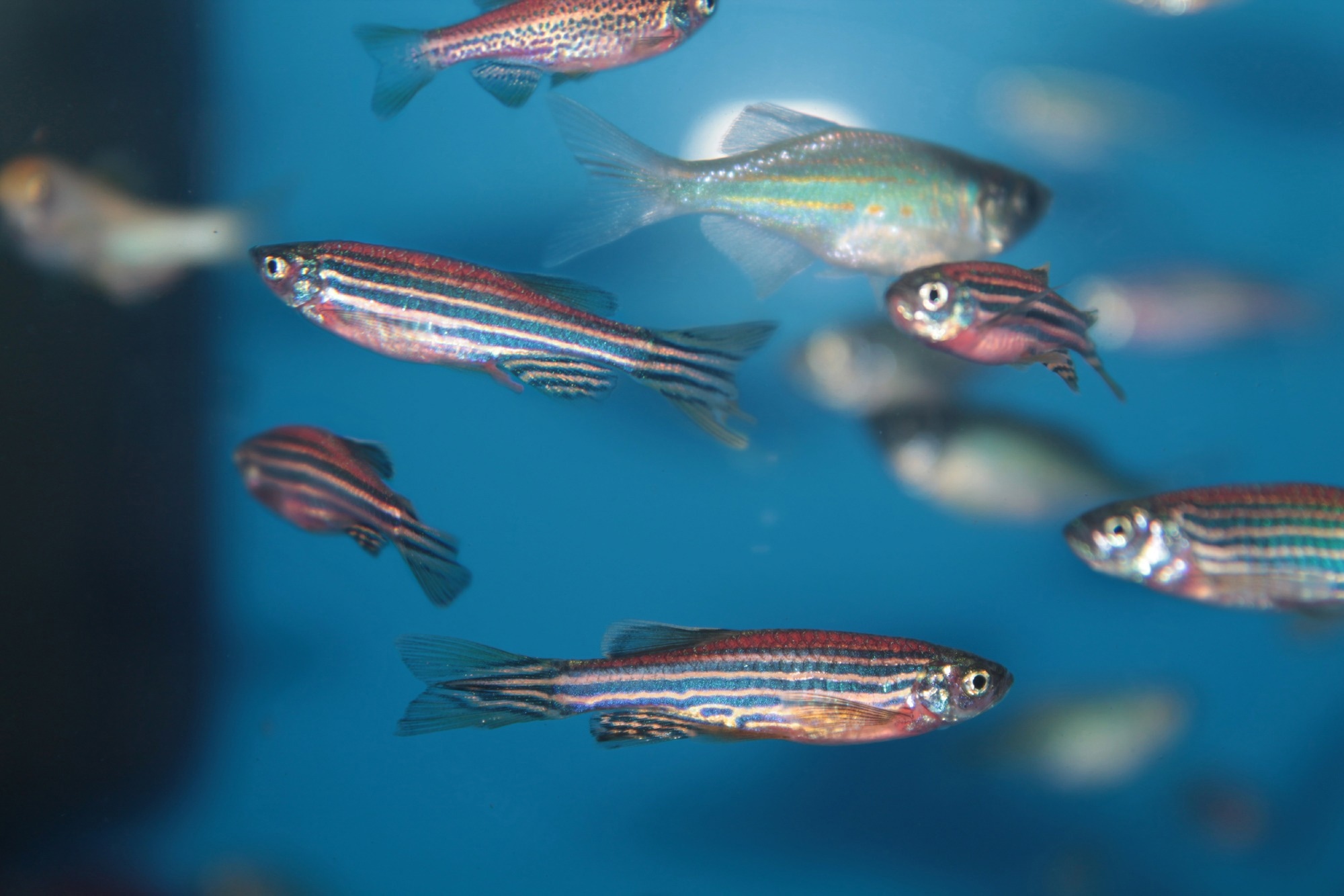 Zebrafish in an aquarium