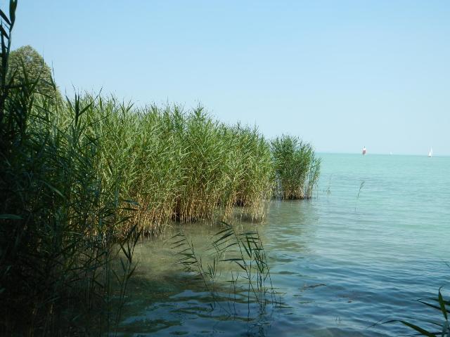 Imaging Spectroscopy May Help Understand Reed Die-Back