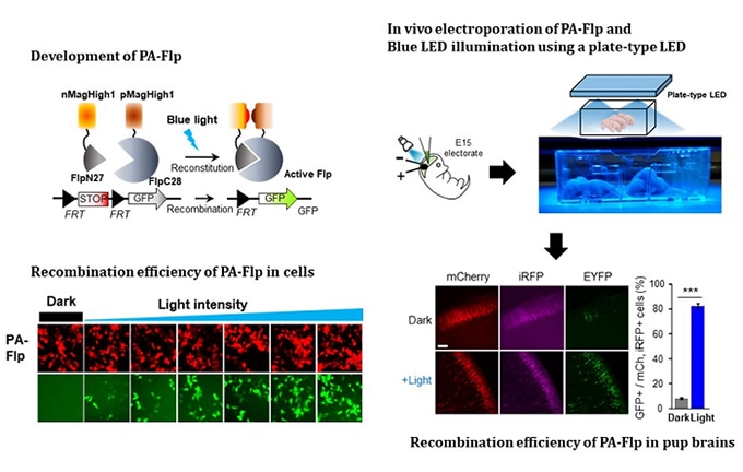 Photoactivatable Flp Recombinase Enables the Control of Specific Gene Expressions in Living Animals