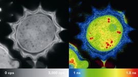 New PicoQuant module offers highly flexible FLIM and FCS analyses