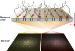 Boston University Researchers Receive Grant to Refine DNA Sequencing Method