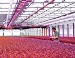 Osram Develops Red LED Based on Thin-Film Technology