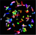 AIS Introduces Spectral Karyotyping Equipment for Pathology and Cytogenetics