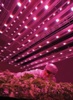 Illumitex Unveils LED Solution for Horticulture Market