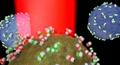 Laser Spectroscopy and Silver Nanoparticles Identify Prostate Cancer Cells