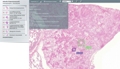 Web-Based Microscopy for Viewing Large, High Resolution Images