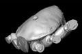 X-Ray CT Scanning Digitally Dissects Prehistoric Mite on Spider