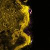 Scientists Develop Optical Method to Analyze Toxicity of Zinc Oxide Nanoparticles