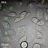 Researchers Develop Label-Free Imaging Instrument for Biomedical Research and Clinical Medicine
