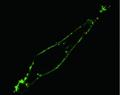 Nanowire Endoscope for Capturing High-Resolution Optical Images of Single Live Cells