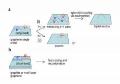 Researchers Set New Benchmark in Non-Linear Optical-Limiting Behavior