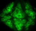 Fluorescent Dyes Highlight Electrical Activity in Neurons