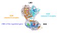 First 3D Image of Vitamin D Receptor Obtained