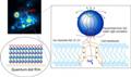 Quantum Dot-Based Technique to Study Neuron Behavior
