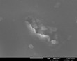Field Emission SEM Helps Understand Hypersensitivity Benefits of Clinpro Toothpaste