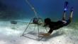 An Underwater Video Survey on Caribbean Reef Sharks