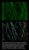 Boulder’s Double Helix to Develop 3D Super-Resolution Imaging Technology