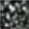 New Method Employs Super-Resolution Microscopy to Study Dynamic Cellular Processes