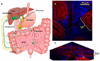 In-Vivo Re-circulation Pathway of Nanomedicines