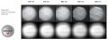 Princeton Instruments Launch Next Generation of eXcelon Technology for EMCCDs