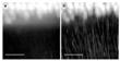 New Imaging Technique Delivers  High-Resolution Views of  Neural Pathways