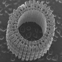 Researchers Model Structure of a Sea Urchin's Spine
