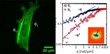 New Technique Extends Fluorescence Microscopy’s Capabilities to Explore Labeled Structures