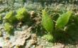 UV-Absorbing Covers Can Reduce Incidence of Potato Aphids