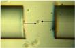 Fiber-Optic Equivalent of World's Smallest Wrench Created for Biological Research