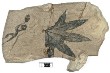 Synchrotron Imaging Reveals Previously Unseen Anatomy Preserved in Fossils