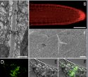 Carl Zeiss Launches Axio Scan.Z1 Digital Slide Scanner for Brightfield and Fluorescence at American Society for Cell Biology Meeting