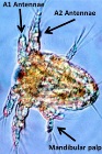 High Speed 3-D Holographic Techniques Help Determine How Plankton Adapt to Viscosity Changes