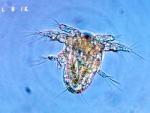 High-Speed Digital 3-D Holography Reveals Survival Behavior of Marine Copepods