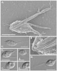 Advanced Microscopy Reveals Morphology of Single-Cell Protists