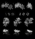 High-Speed Multi-Angle Camera Helps Photograph Snowflakes in 3-D