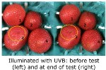 Low Irradiance LED UV Light Extends Shelf Life of Strawberries