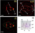 Biophotonics Journal - Optoacoustic Imaging and Spectroscopy for Biomedical Diagnosis