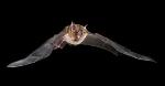 New Study on Fruitbats Using Cutting Edge 3D Imaging Technology