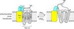 Structural Dynamics of Critical Protein Channel Captured Using Highly Sensitive Fluorescent Probes