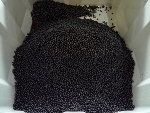 New Sorting Equipment with Optical Recognition Prevents Bitter Wines