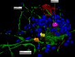 Leica Launches Version 3.2 of Advanced Fluorescence Software Platform