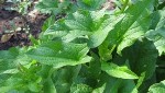 EPFL Scientists Use Microscopy and Visualization Techniques to Study Photosynthesis