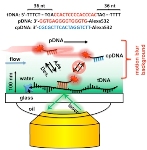 New Super-Resolution Technique to Map Position of Specific DNA Sequences