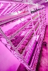 Royal Philips and Green Sense Farms Employ LED Grow Lights for Large Indoor Commercial Farm